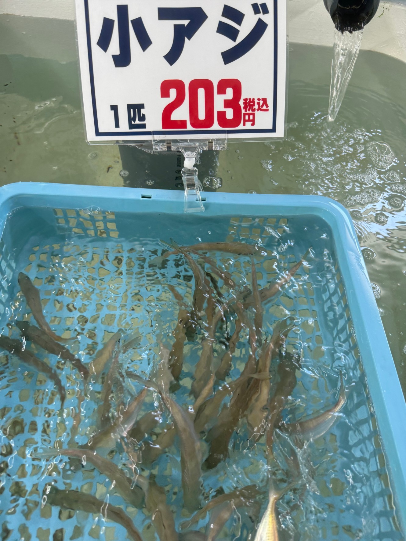 活小アジ、次回入荷は木曜日。釣太郎