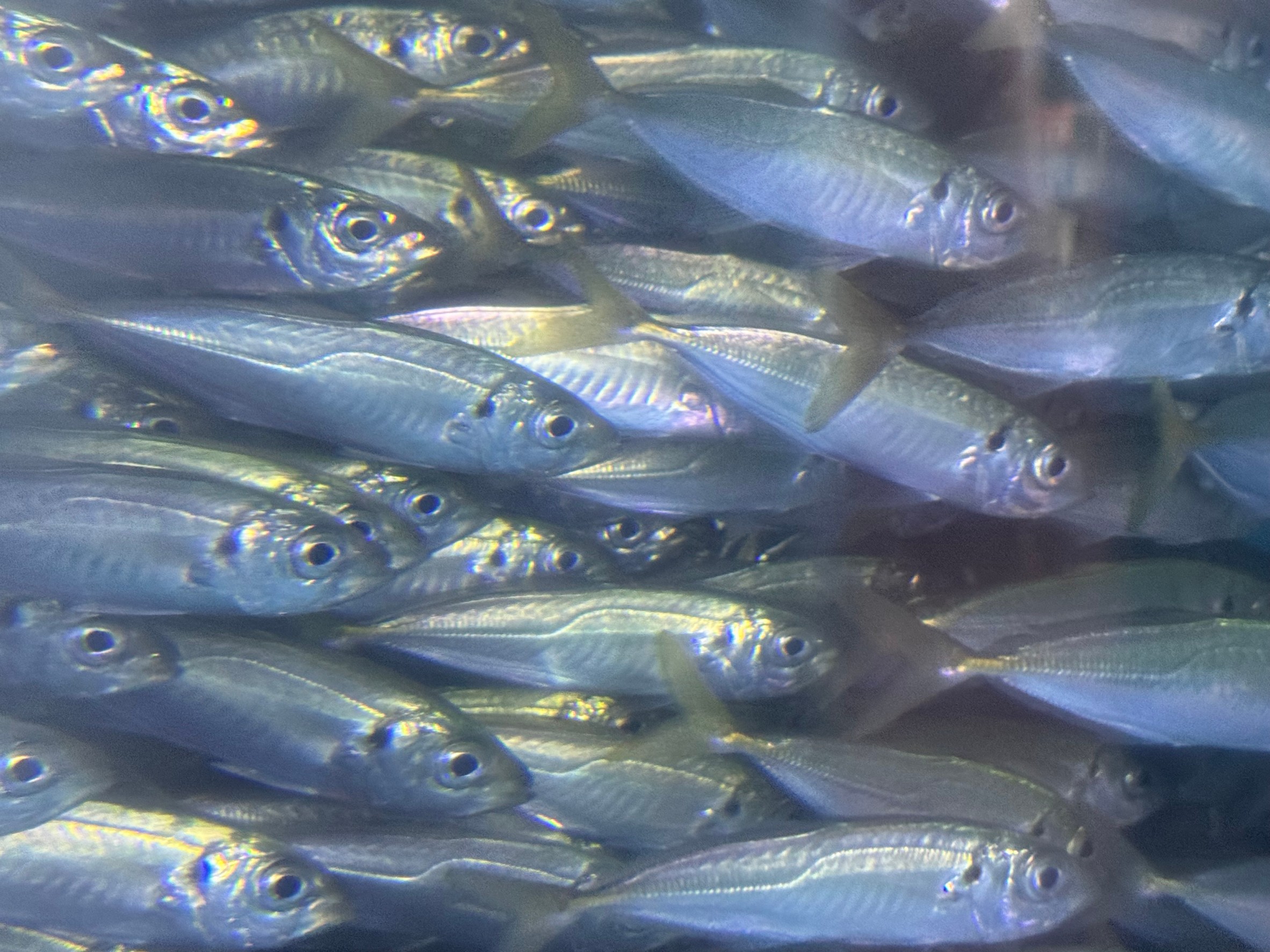 アオリイカ新子釣り＆のませ釣り用、活アジは15センチ程度。釣太郎