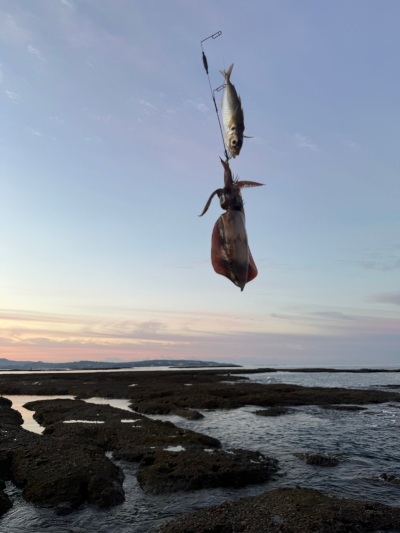 大食漢のアオリイカも、エサを食べない状況がある。この説明。釣太郎