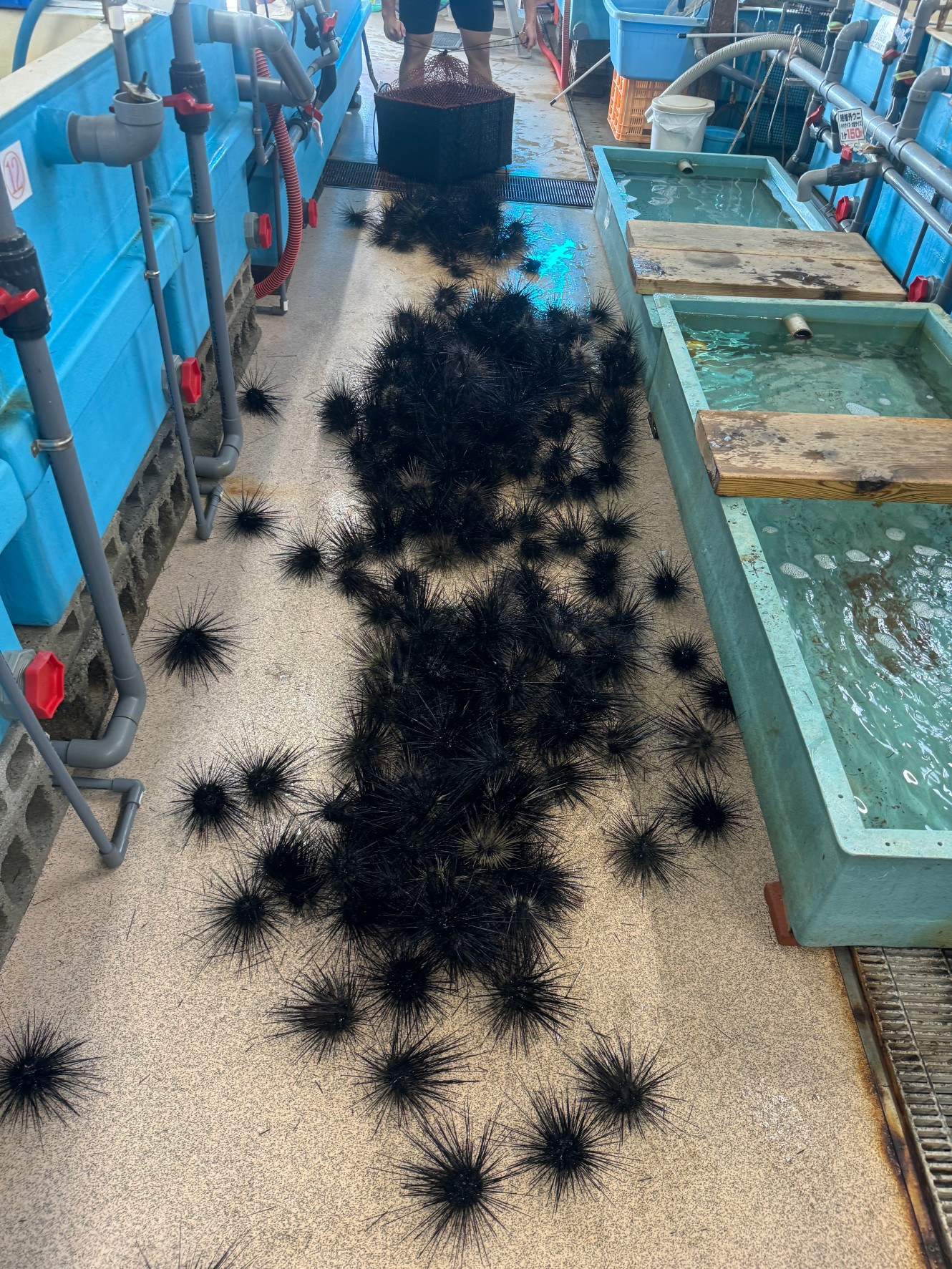 ウニ1200個入荷しましたが、小粒150円も多数あります。釣太郎