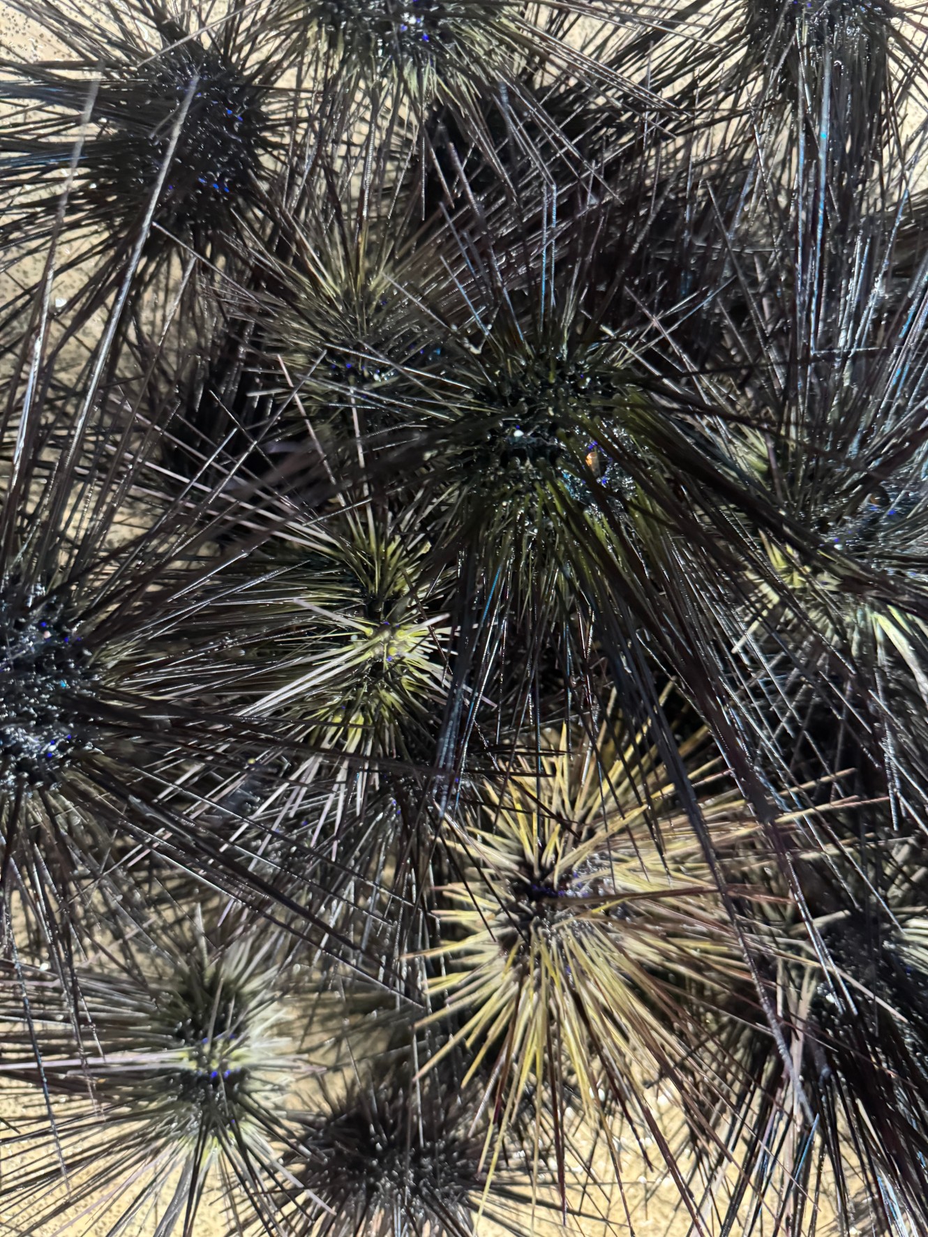 石鯛売りエサの定番エサ、ウニ。釣太郎