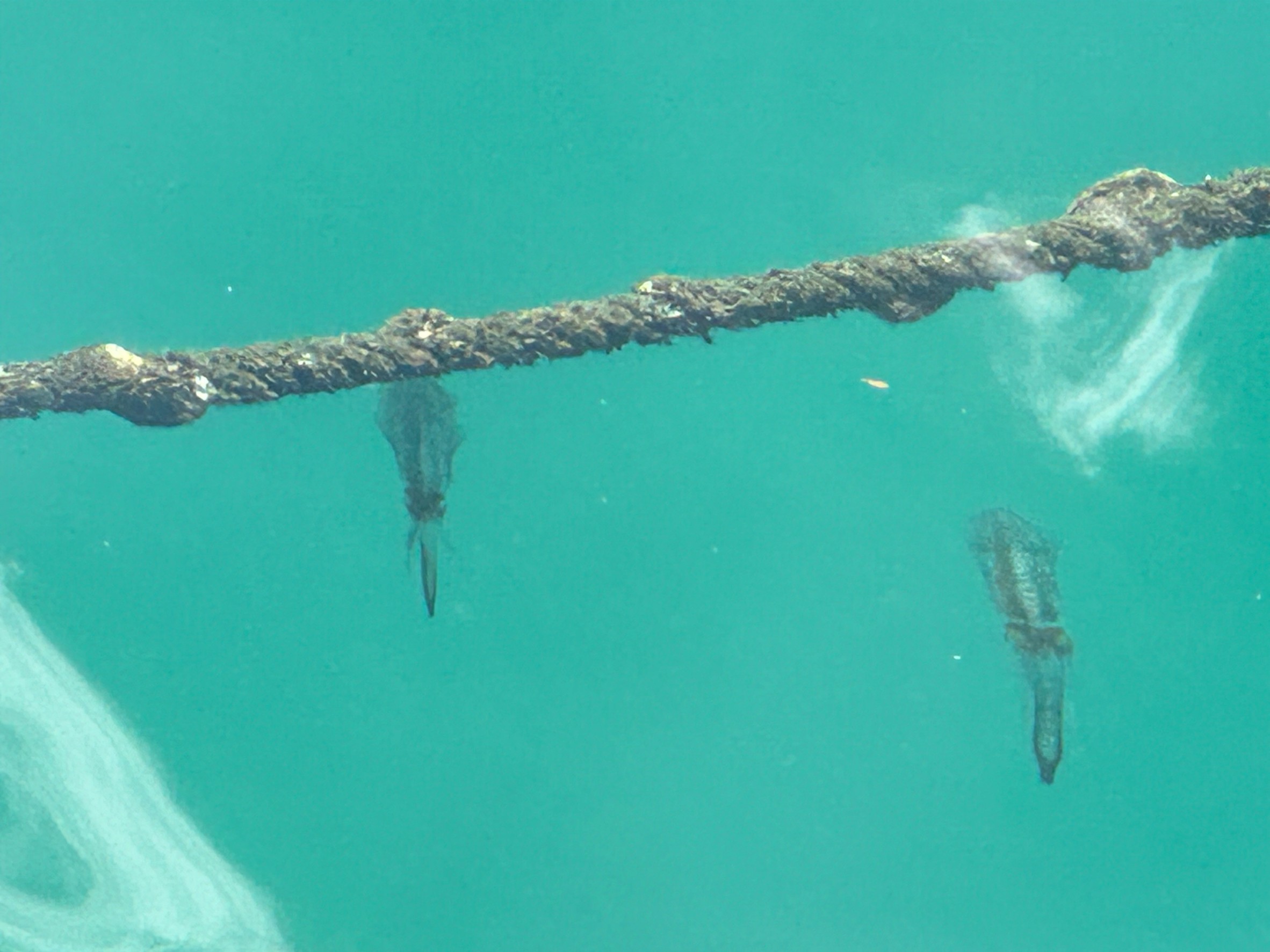 毎日見かけるアオリイカ新子。今年は多いのもうなずけます。釣太郎