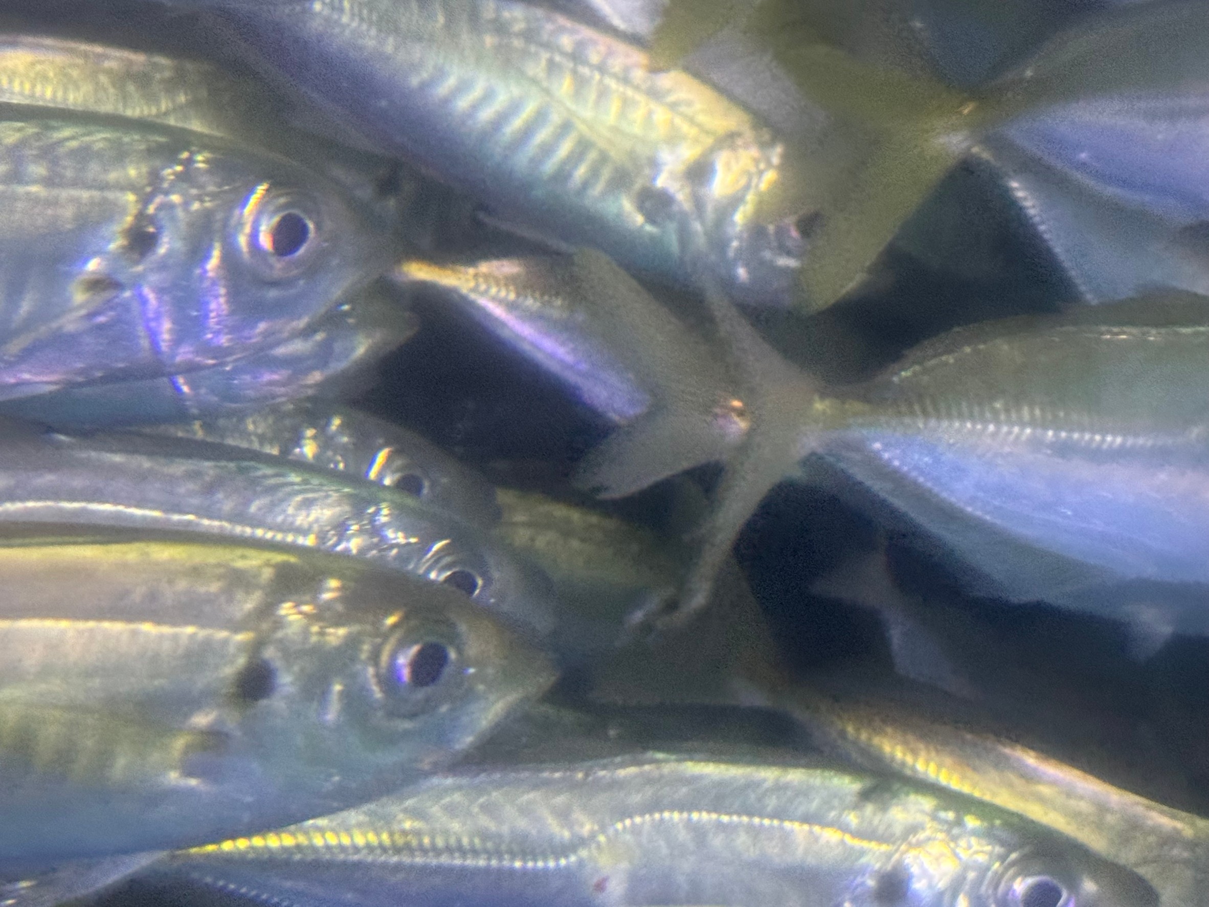 今日も活けアジ入荷しました。在庫は十分あります。アオリイカ絶好調。釣太郎