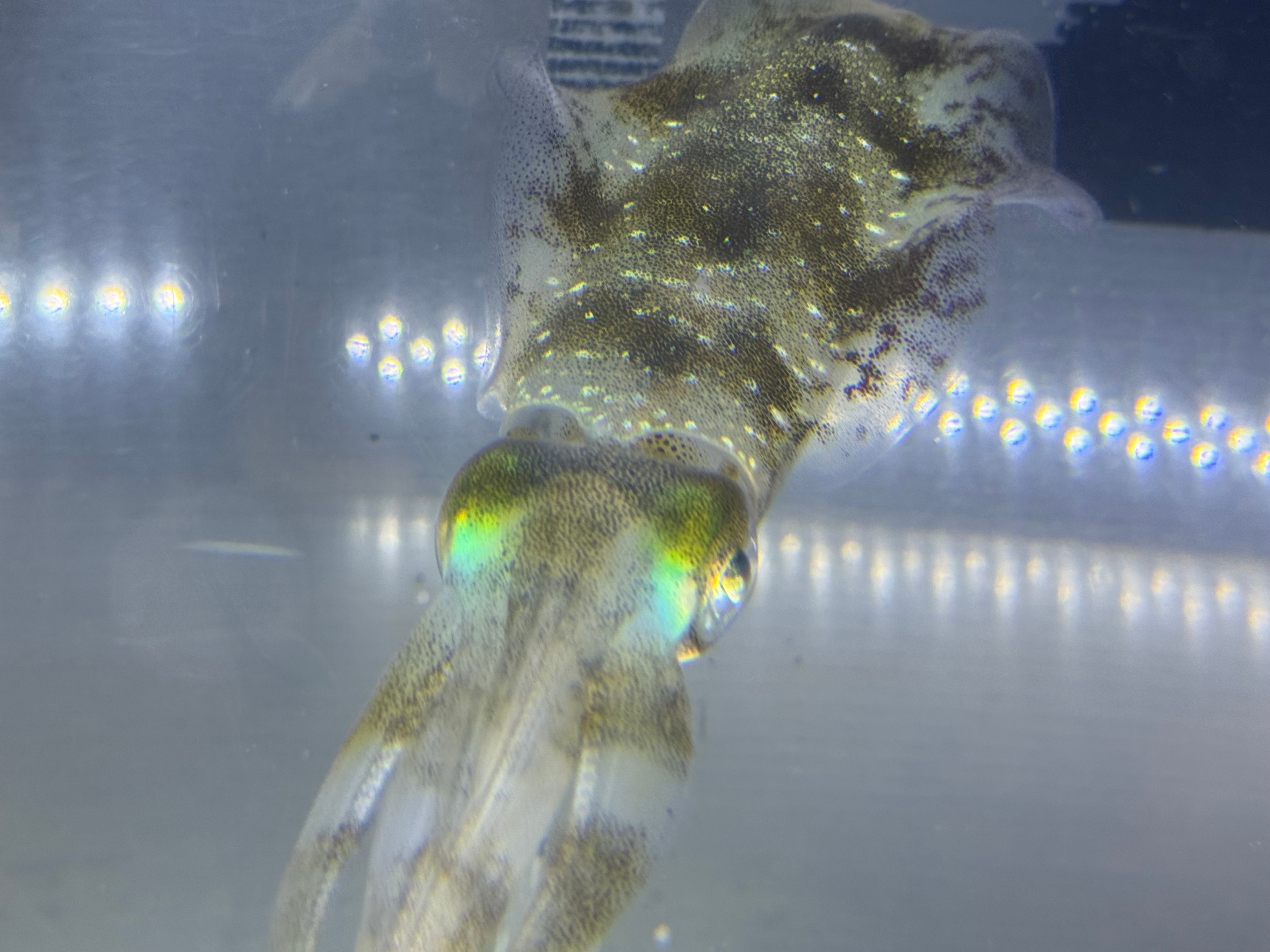 アオリイカは泳いでいる時、頭が上がっている時と下がっている時がある。この意味は？釣太郎