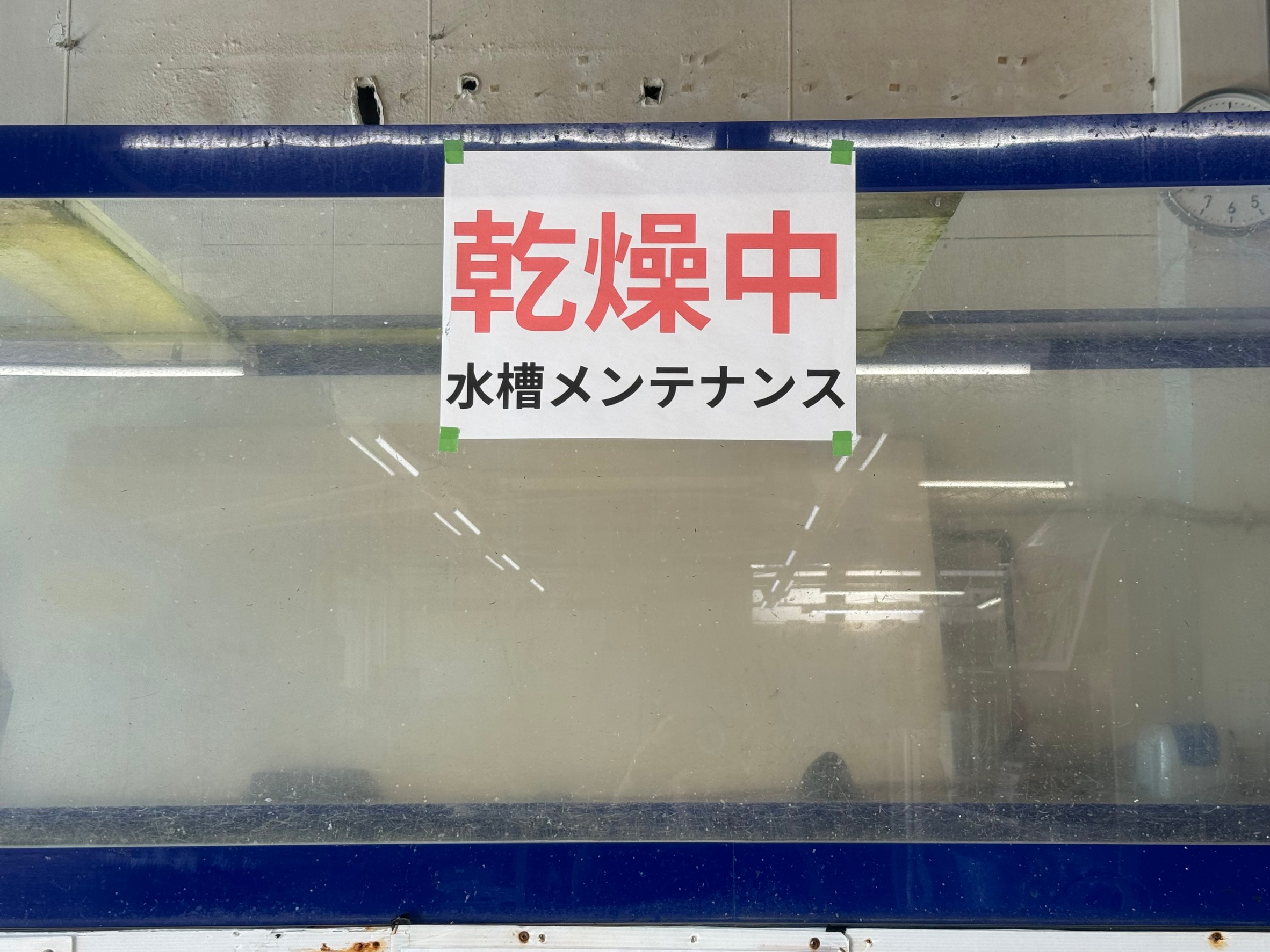 魚を飼育している水槽は、菌が繁殖するため、定期的に乾燥させ、滅菌しています。釣太郎