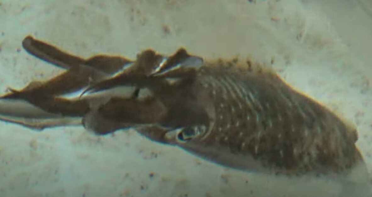 アオリイカは活魚を捕獲すると、触腕で覆うようにして動けなくし食べる。まずは脊髄からはじめ、動けなくするのが常道。釣太郎