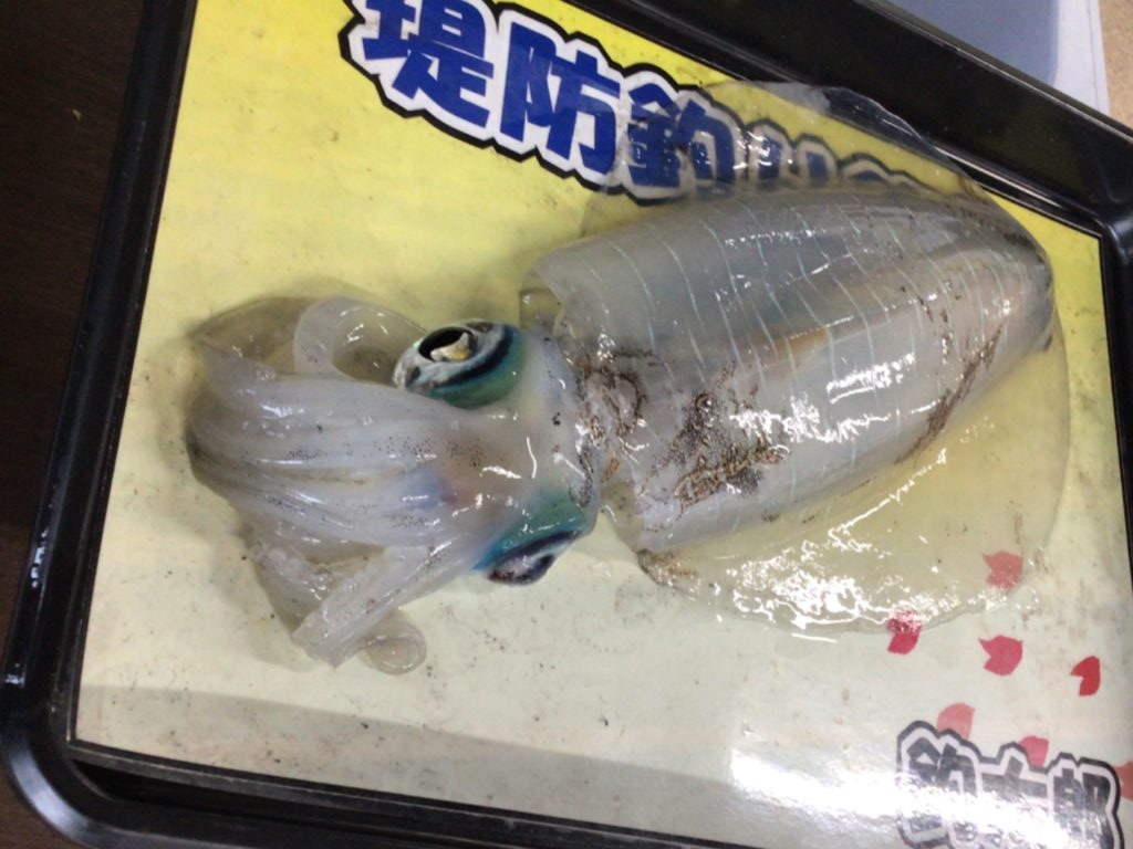 エギンガーは一か所にとどまらず、頻繁に歩く人の方がアオリイカを釣ることが多い理由説明。釣太郎