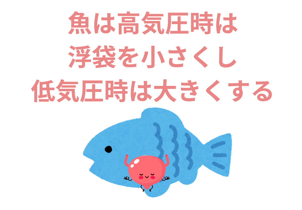 魚の浮き袋は、気圧の変化によって膨張したり収縮したりします。高気圧時は収縮し、魚は沈みやすくなります。一方、低気圧時は膨張し、浮きやすくなります。釣太郎