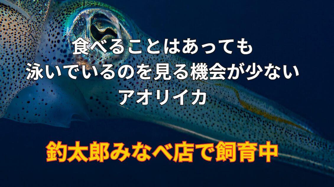 食べる事釣ることはあっても、泳いでいるシーンを見る機会が少ないアオリイカ。現在秋限定で、釣太郎みなべ店で飼育中。エンペラを揺らしながら泳ぐ姿をご覧ください。
