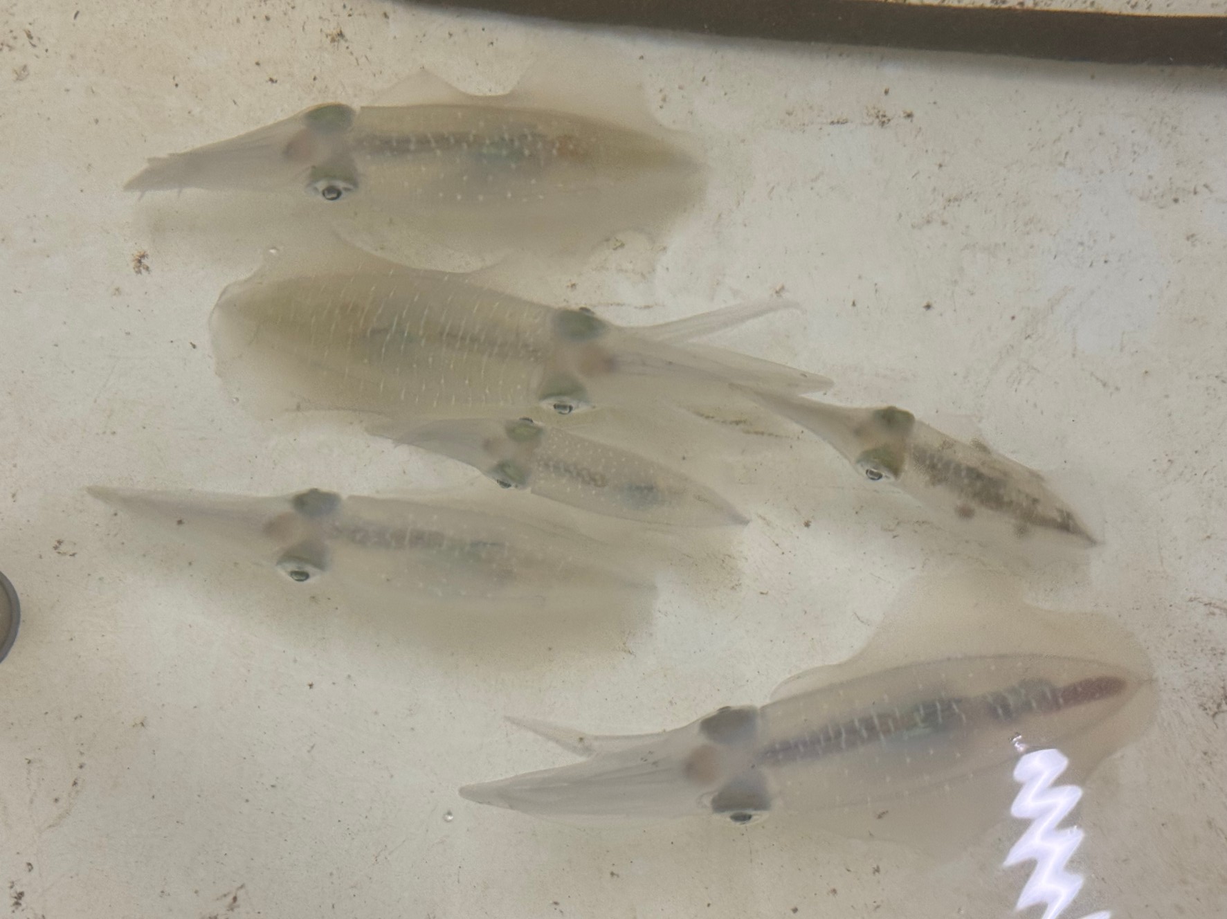 アオリイカは群れで行動するが、最小グループと最大はどれくらい？釣太郎みなべ店でただ今飼育中。