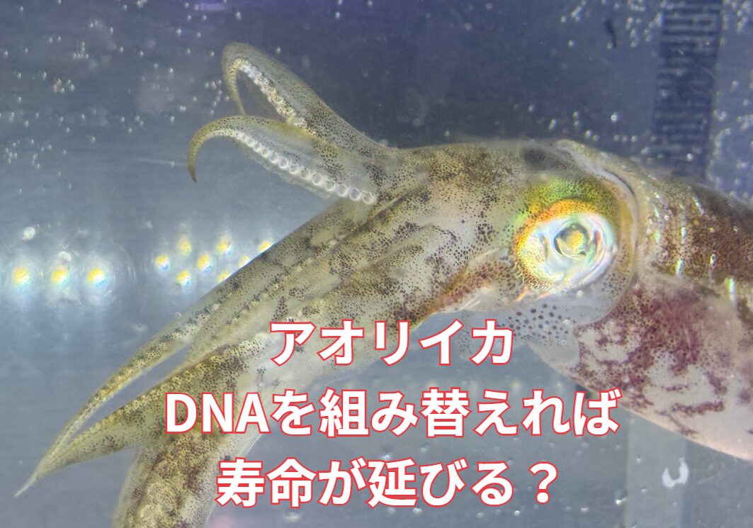 DNA研究が盛んだが、アオリイカも組み替えれば、寿命1年が5年に延ばし、大型化も可能か？釣太郎