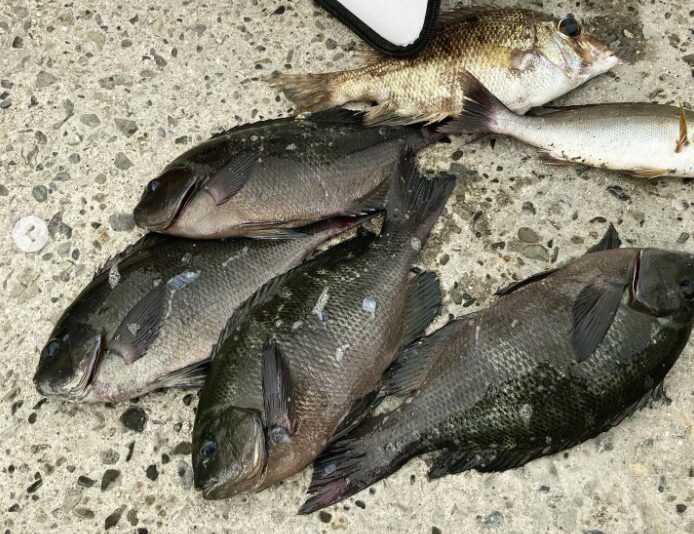 グレ釣りは、小さめの針を使う方が釣りやすいという人もいる。釣太郎