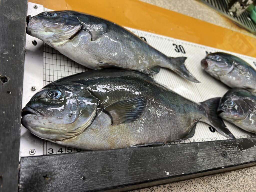 口太グレ（メジナ）よりオナガグレ（クロメジナ）の方が価値が高い、というフカセ釣り師も多いが。釣太郎