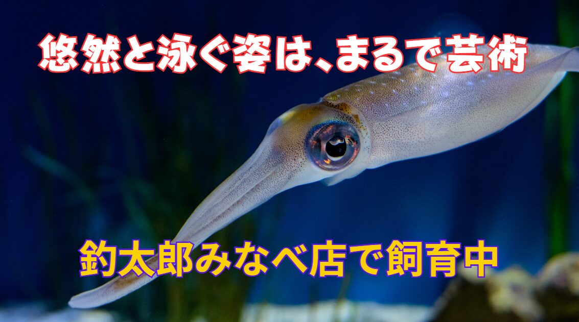 海の宝石とも言われるアオリイカ。遊泳シーンは滅多に見れません。食べる事釣ることはあっても、じっくり動く姿を観察出来る貴下が少ない生物。釣太郎みなべ店で現在飼育中。秋限定です。