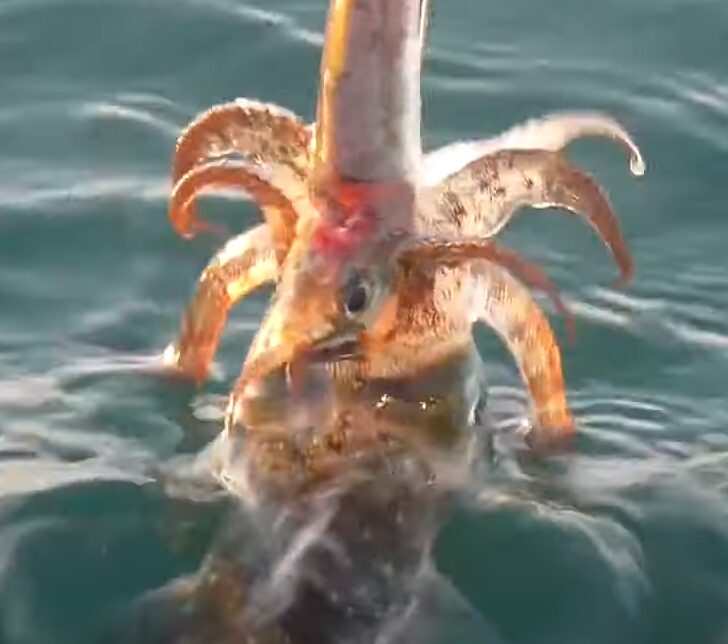 アオリイカを釣った時出す、透明の粘液は唾？この意味は？釣太郎