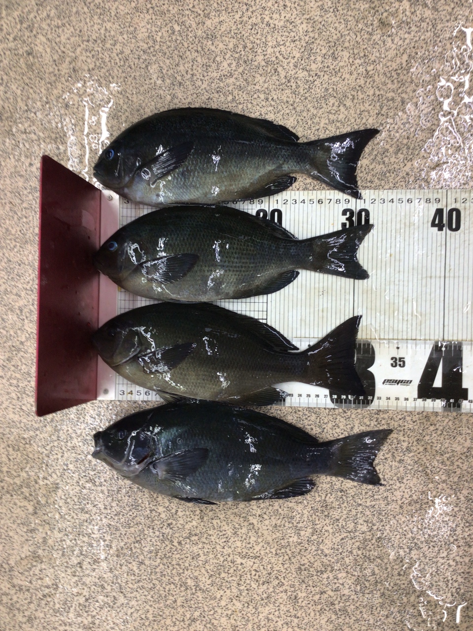 寒グレ釣りは難しいが楽しい。この魅力は?釣太郎