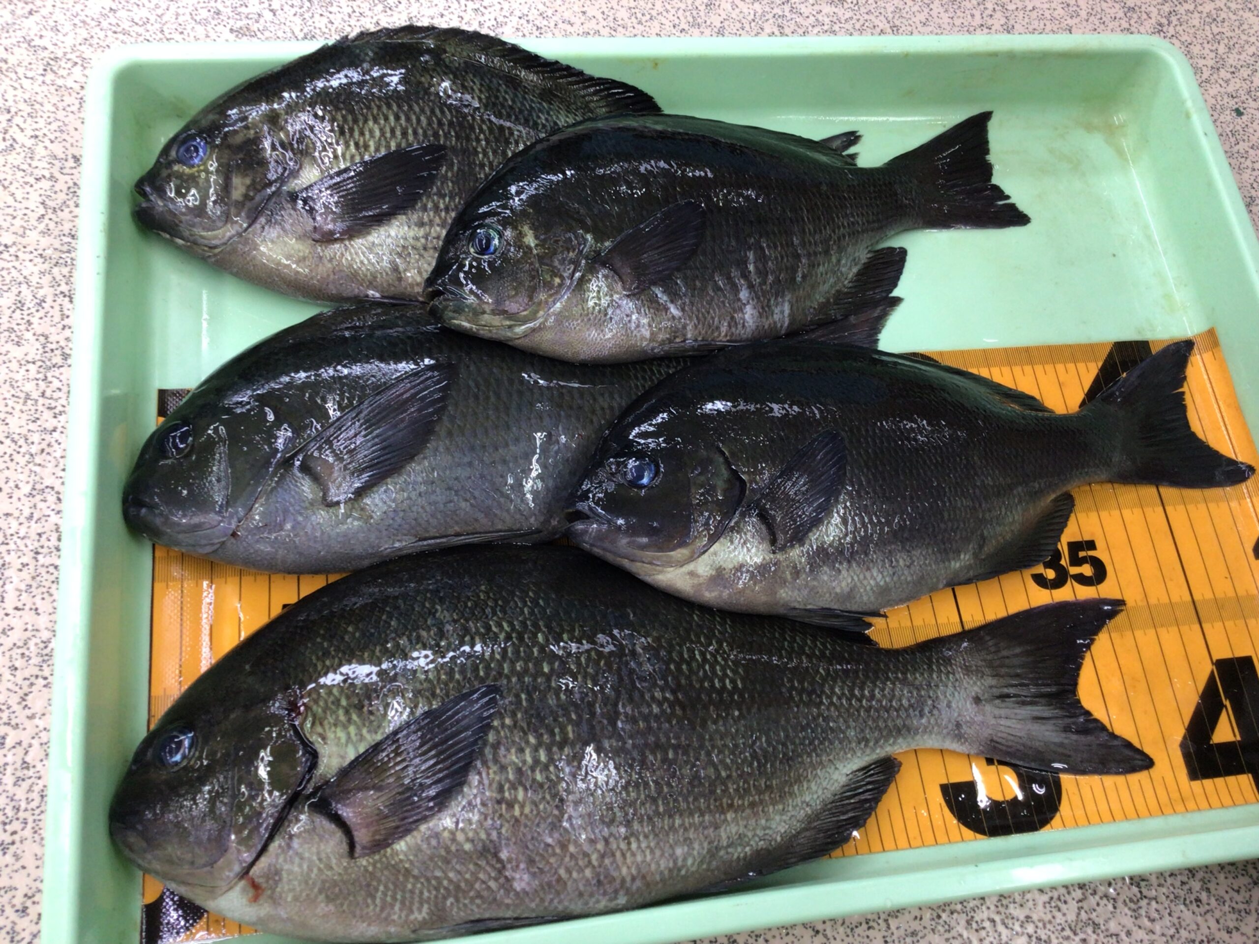 アオサでグレを釣る場合、沖アミと何が違う? フカセ釣り入門。釣太郎