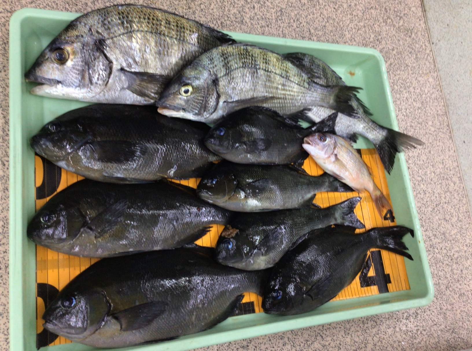 寒グレ(メジナ)の美味しいのは有名だが、どうして冬季だけ、しかもこの魚だけが取り上げられる?特徴は?釣太郎