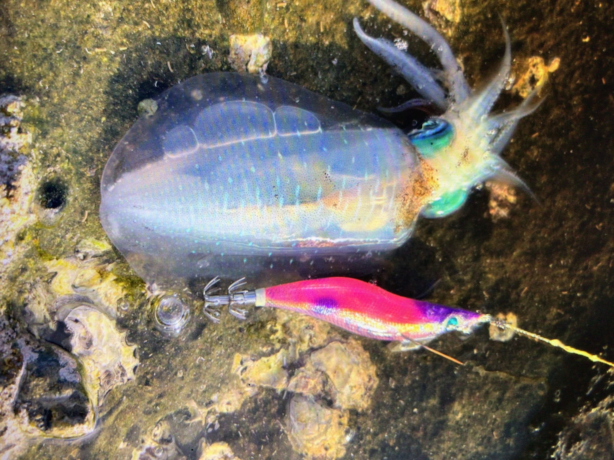 エギンガーは多いが、寒くなってもやる人の割合はどれくらいある？ 理由は？釣太郎