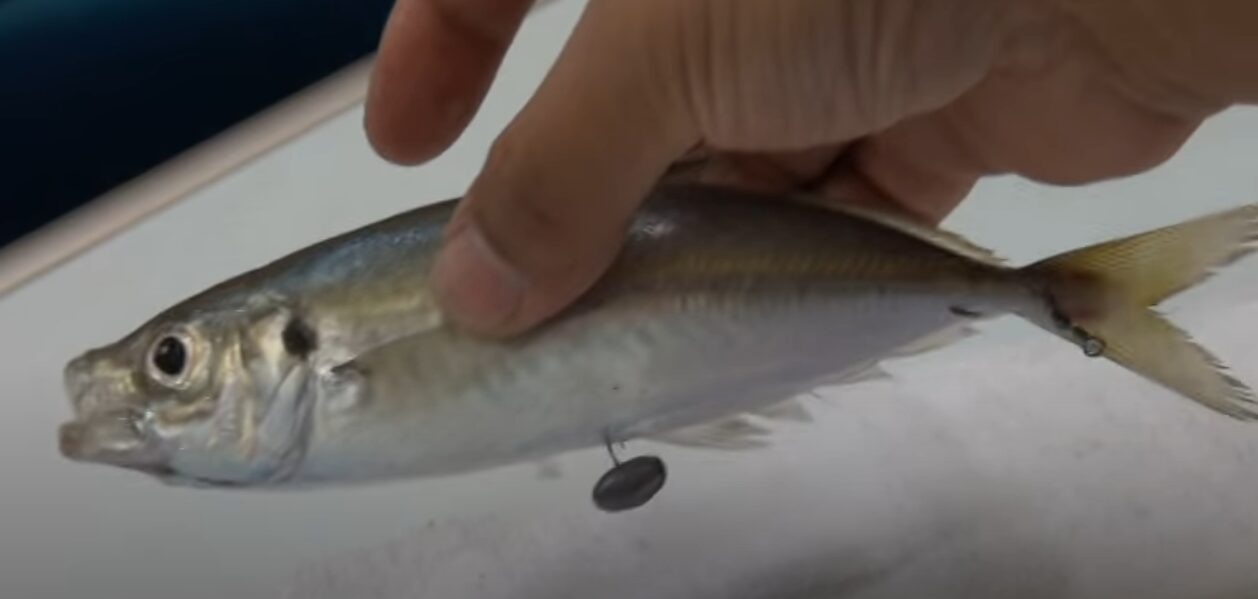 アジに深く潜ってもらう時は腹オモリはが有効。アオリイカ・ヤエン釣り入門。釣太郎