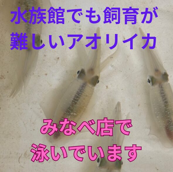 釣太郎みなべ店でアオリイカが泳いでいます。秋限定飼育なので、今のうちにご覧下さい。
