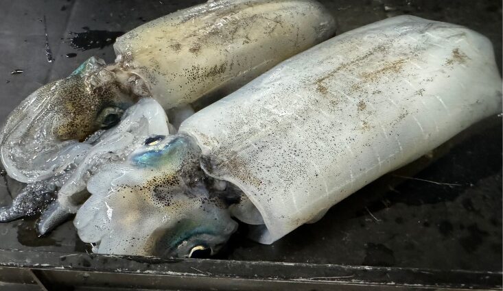 水温が下がる冬季のアオリイカ釣りは、朝夕メズメが狙い時。釣太郎