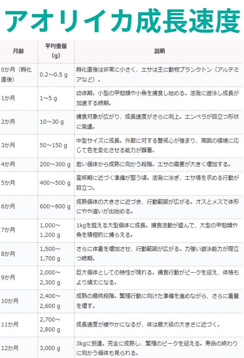 アオリイカの成長速度表。1か月単位。釣太郎