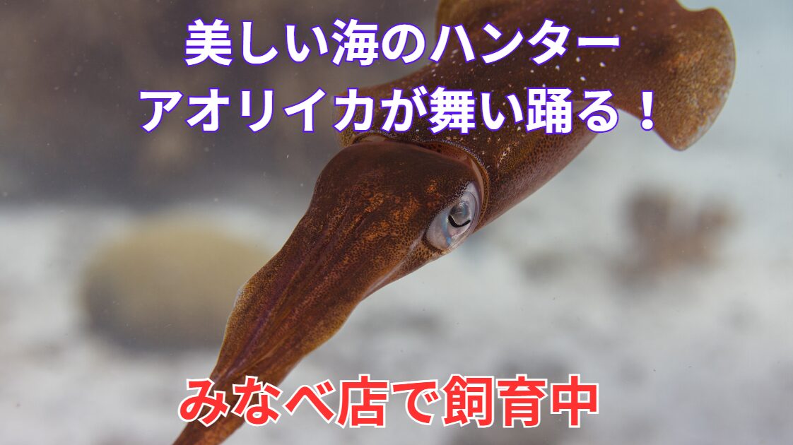 釣太郎みなべ店でアオリイカ遊泳が見れます。老若男女問わず大人気。釣る事はあっても泳いでいるシーンは、水族館でも見れません。