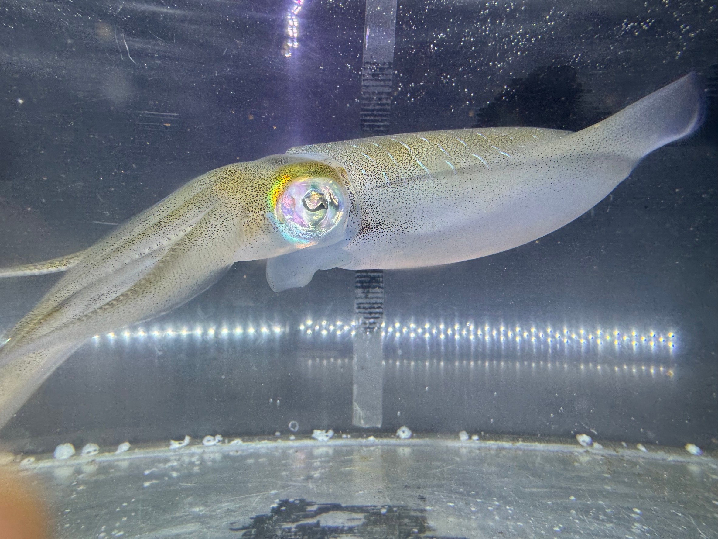 アオリイカの体が透明な理由説明。釣太郎