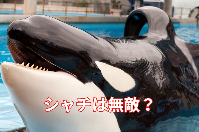 シャチには敵がない?無敵?釣太郎