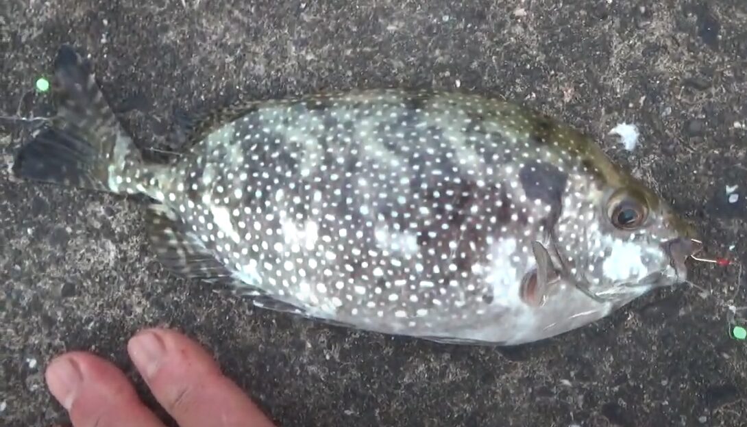 バリコ(アイゴ)には特有の臭いがあるが、このにおいの元についてご説明。釣太郎