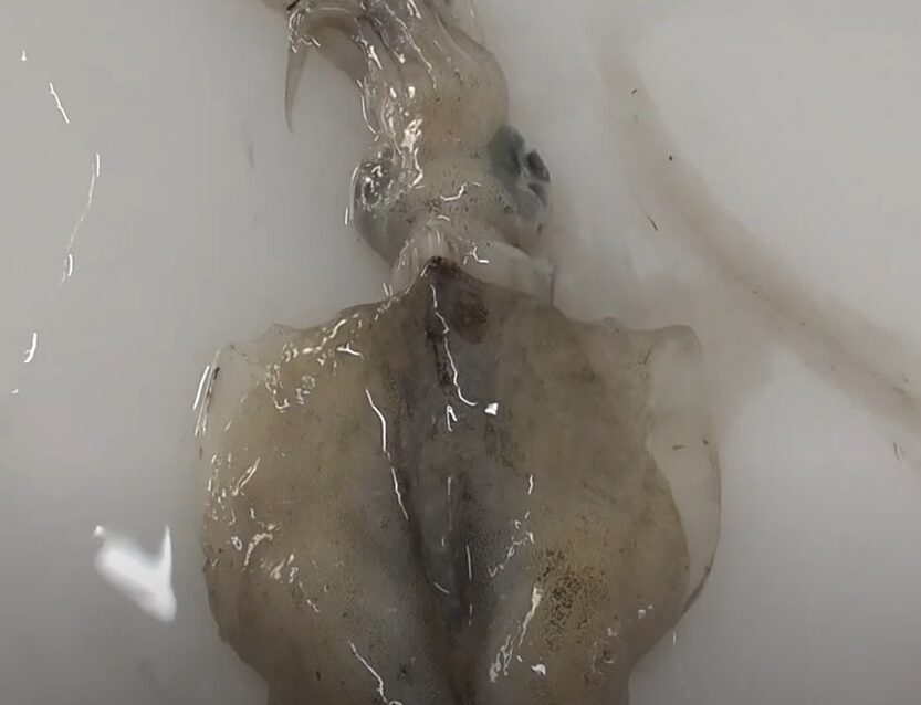 アオリイカの皮は食べれるのか?釣太郎