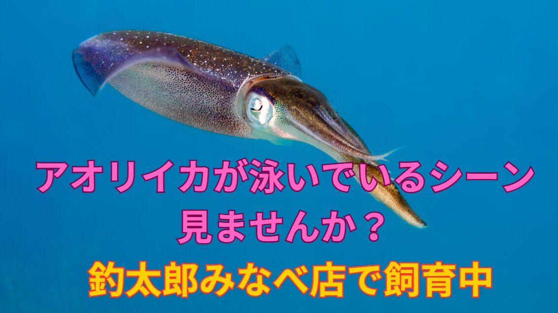 日本の海の宝石「アオリイカ」の魅惑の遊泳を体感しよう！　釣太郎みなべ店で展示飼育中。