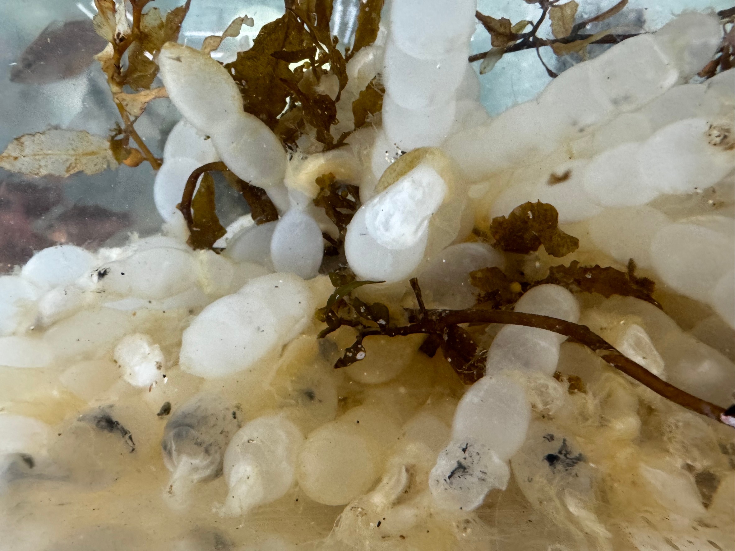 アオリイカはリスクヘッジの為、数回に分けて産卵する。1回800個程度。釣太郎