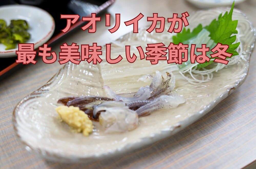 アオリイカは高級魚で美味しいが、最も旨いのは冬。釣太郎