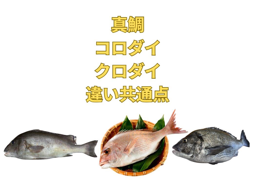真鯛、コロダイ、クロダイ（チヌ）は同じ鯛科だが、違う点も多い。共通点も含め、釣り初心者に説明。釣太郎