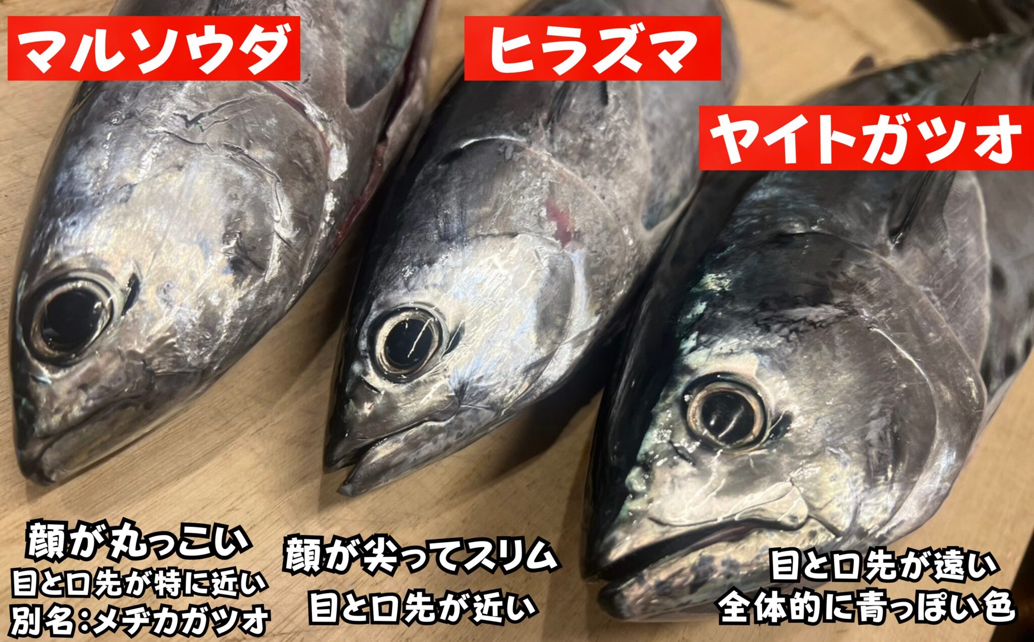 ヤイトガツオ(スマ)、ヒラソウダとマルソウダ(ソウダガツオ)の違い、見分け方説明。釣太郎