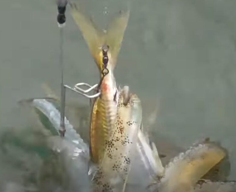 アオリイカが3回逆噴射して暴れた時、ヤエンが外れることが多い。この理由は?釣太郎