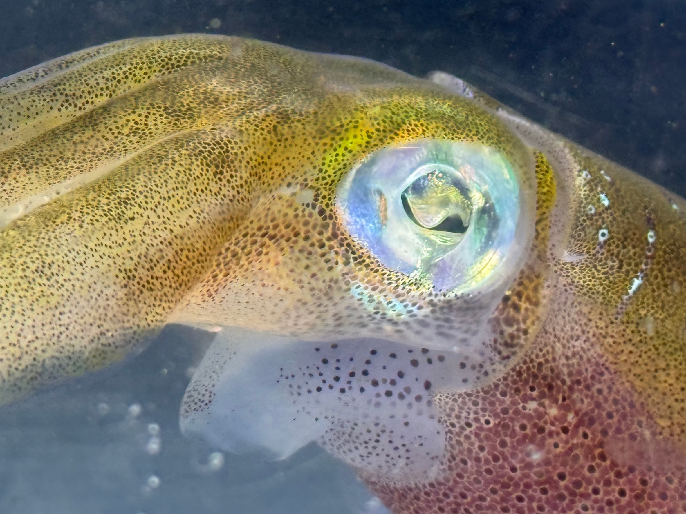 アオリイカは視力がいいが、海中で、釣り糸（ライン）や針が見えているのか？釣太郎
