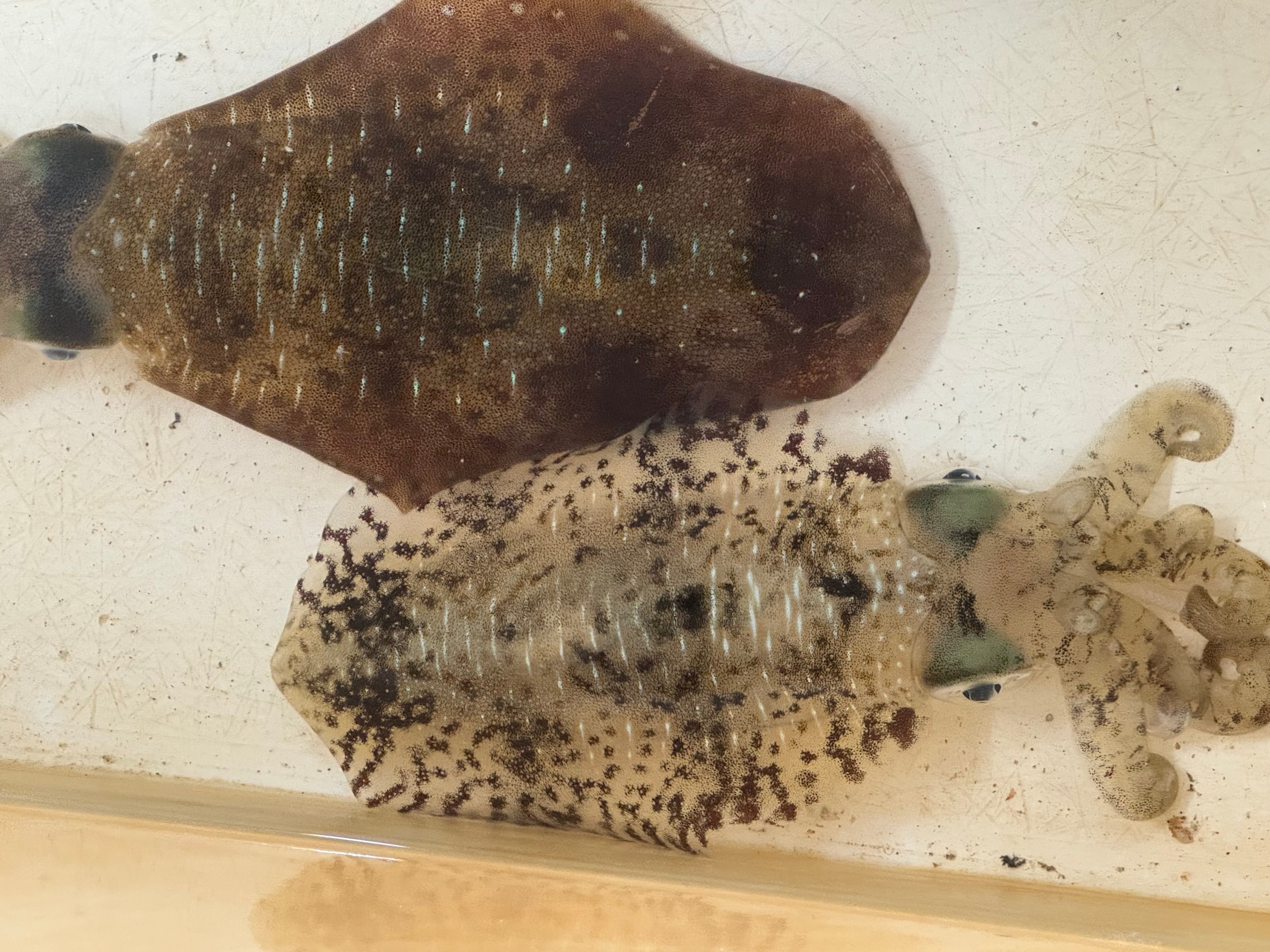 アオリイカは透明、黒色、そしてのこの中間で透明なのに黒いゴマ模様が多数あることがある。これはどんな状態か？釣太郎