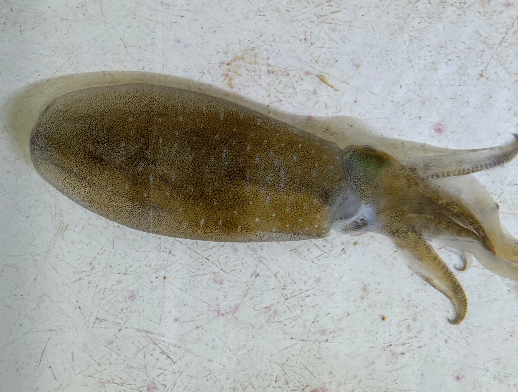 アオリイカは弱ってくると、海底でじっとして動かなくなる。元気な時は片時とも、固定せず絶えず遊泳する。釣太郎