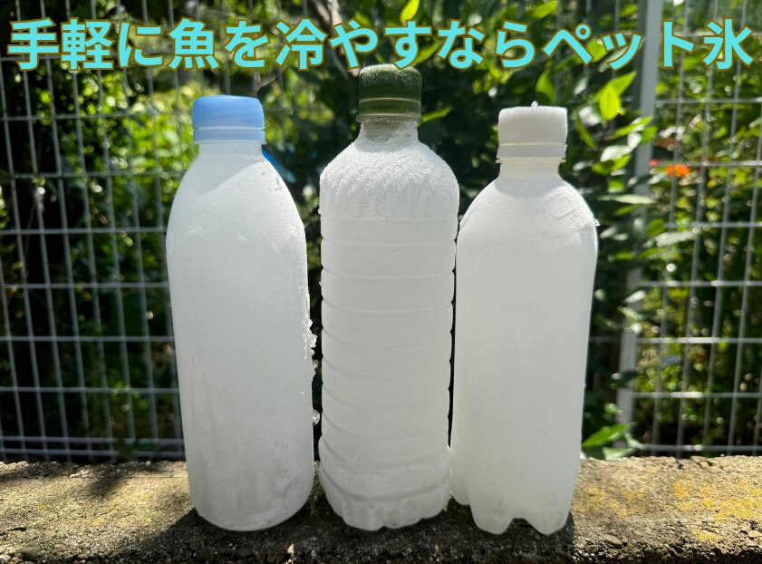 手軽に魚を冷却するならペット氷がお勧め。これは地元釣り人の十八番。釣太郎