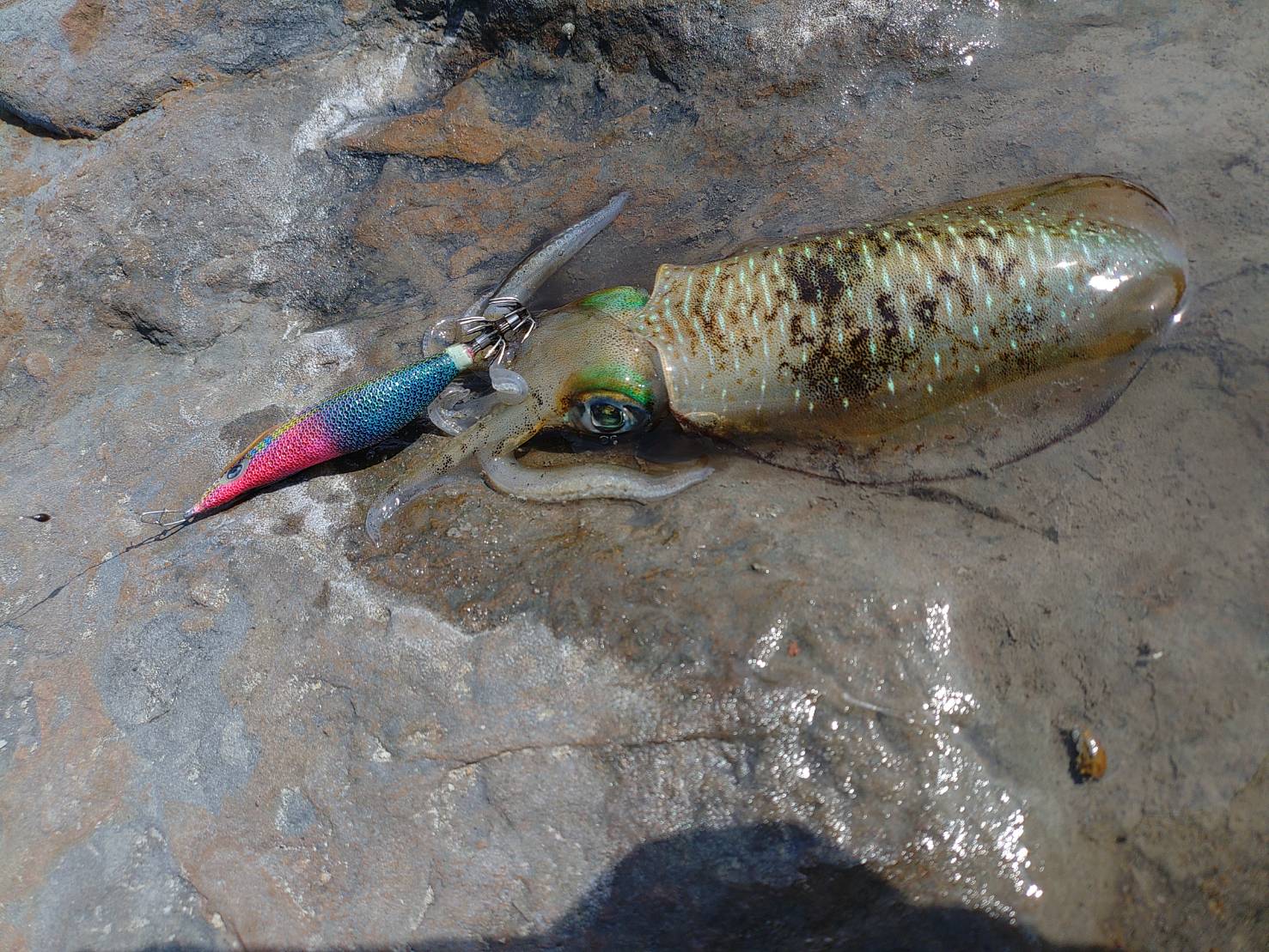 アオリイカを上手に釣るエギンガーが、アタリが無ければ場所を変え移動しながら釣る。釣太郎