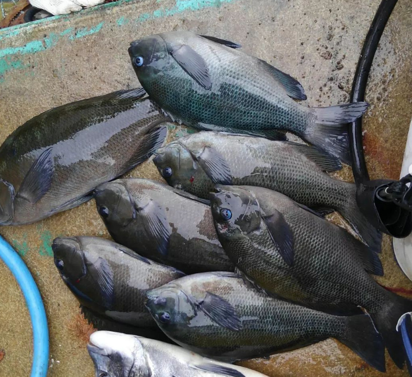 グレ（メジナ）は釣り人の会話が、海の中でも消えると、フカセ釣りっ名人は言うが。釣太郎