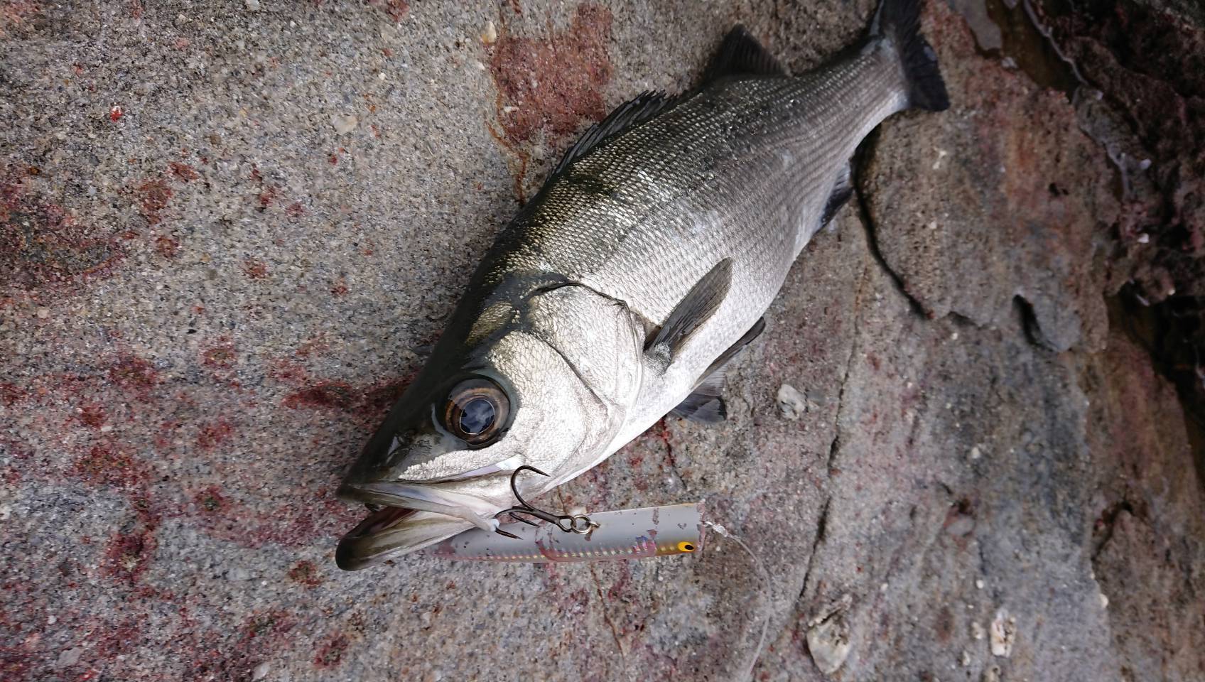 ヒラスズキの生態、特徴説明。釣太郎