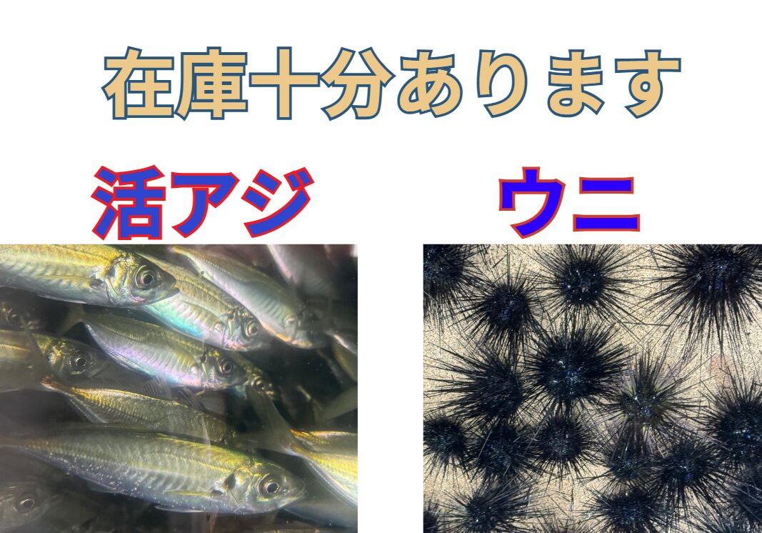 アオリイカ釣り用活アジ＆石鯛釣りエサウニ、在庫あります。釣太郎