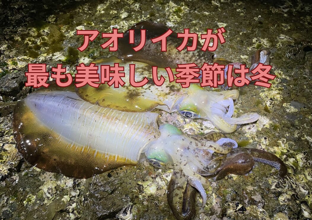 アオリイカが最も美味しい時期は秋？冬？どっち？釣太郎