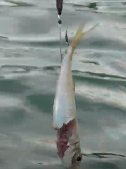 アオリイカにヤエンが届いたのに針が掛からない。この場合はどんな可能性があるのか？釣太郎