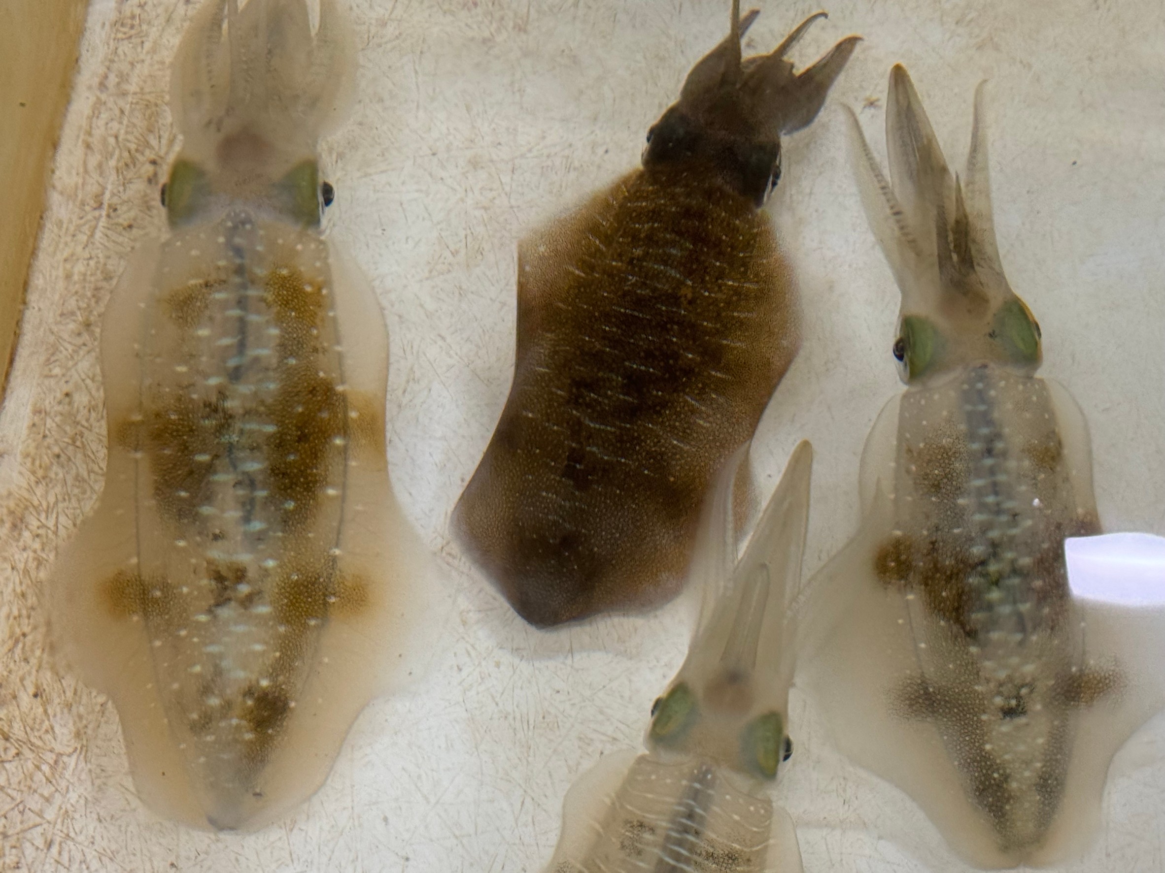 透明なアオリイカが、一瞬で真っ黒になる構造と理由説明。釣太郎みなべ店で現在泳いでいます。