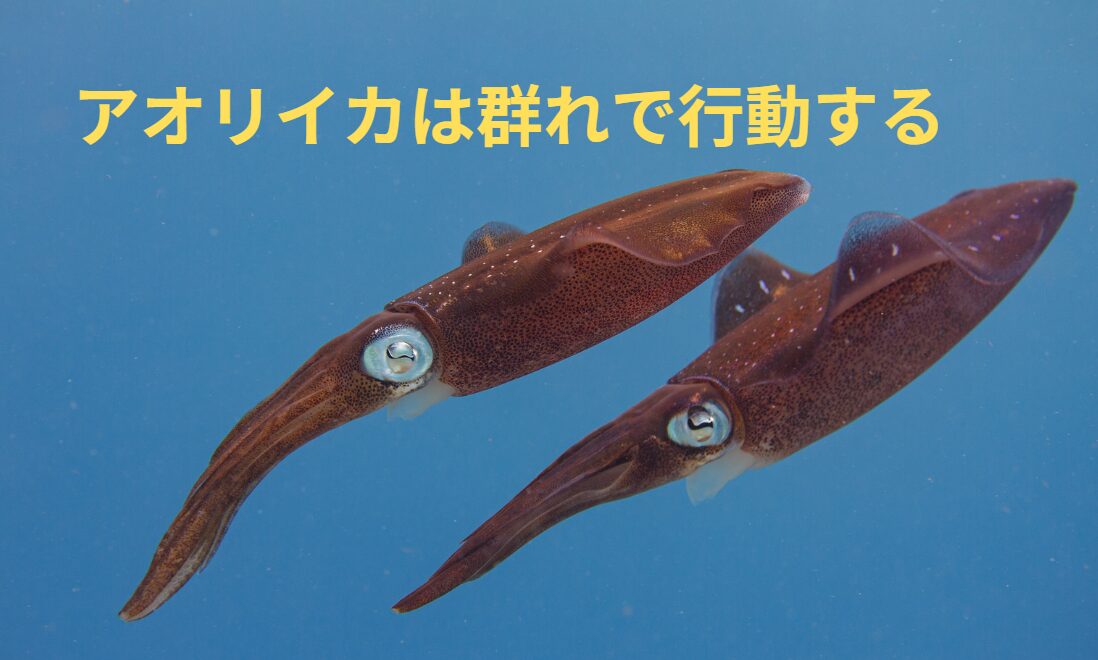 アオリイカは群れで行動するが規模にもよるが、どれくらいの幅Mで移動するのか？釣太郎